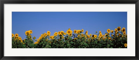 Framed Sunflowers in a field, Marion County, Illinois, USA (Helianthus annuus) Print