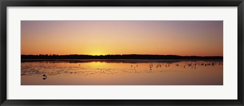 Framed Pelicans and other wading birds at sunset, J.N. Ding Darling National Wildlife Refuge, Sanibel Island, Florida, USA Print