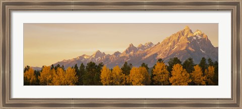 Framed Aspen trees on a mountainside, Grand Teton, Teton Range, Grand Teton National Park, Wyoming, USA Print