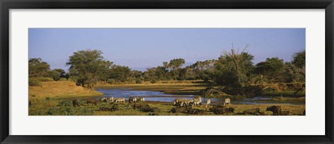 Framed Grevy&#39;s zebra and African buffalo&#39;s grazing on a landscape, Samburu, Kenya Print