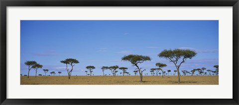 Framed Acacia trees on a landscape, Maasai Mara National Reserve, Kenya Print