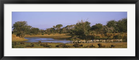 Framed Herd of Zebra (Equus grevyi) and African Buffalo (Syncerus caffer) in a field, Uaso Nyrio River, Samburu, Kenya Print