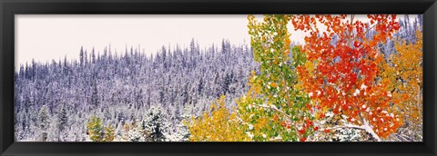 Framed Winter, Aspens, USA Print