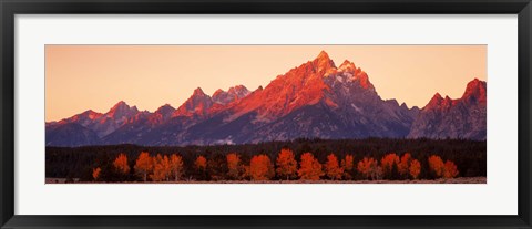 Framed Aspens, Teton Range, Grand Teton National Park, Wyoming, USA Print