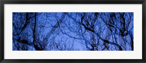 Framed Trees Print