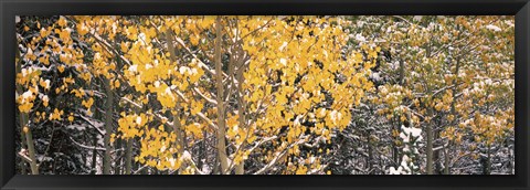 Framed Aspen trees in autumn, Grand Teton National Park, Wyoming, USA Print