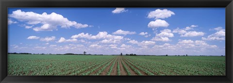 Framed Cornfield, Marion County, Illinois, USA Print