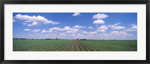 Framed Cornfield, Marion County, Illinois, USA Print