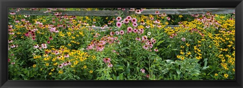 Framed Flowers in a garden Print