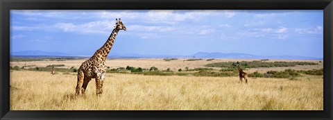 Framed Giraffe, Maasai Mara, Kenya Print