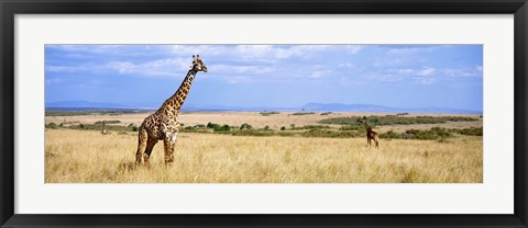 Framed Giraffe, Maasai Mara, Kenya Print