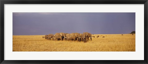 Framed Elephants of Masai Mara National Reserve, Kenya Print