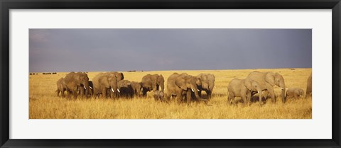 Framed Elephants on the Grasslands, Masai Mara National Reserve, Kenya Print