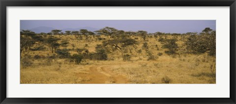 Framed Trees on a landscape, Samburu National Reserve, Kenya Print