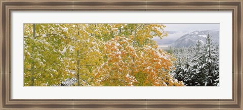 Framed Trees in a forest, Grand Teton National Park, Wyoming, USA Print