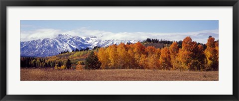 Framed Autumn Grand Teton National Park WY Print