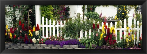 Framed Flowers and picket fence in a garden, La Jolla, San Diego, California, USA Print