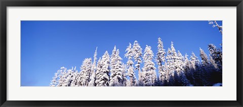 Framed Pine Trees in Winter, Oregon Print