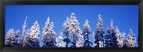 Framed Snow Covered Pine Trees, Oregon Print