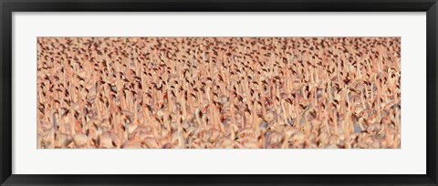 Framed Lesser flamingos Print