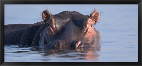 Framed Close-up of a hippopotamus submerged in water Print