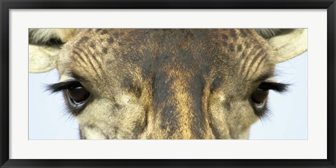 Framed Close-up of a Maasai giraffes eyes Print