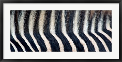 Framed Close-up of a Greveys zebra stripes and mane Print