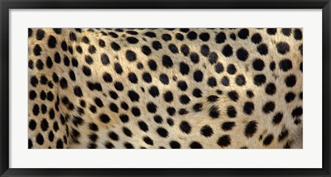 Framed Close-up of the spots on a cheetah Print