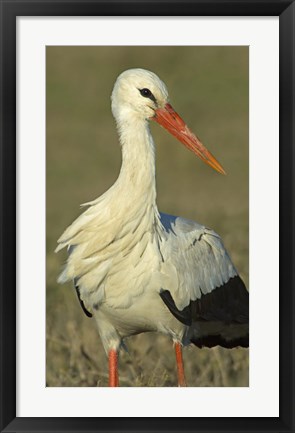 Framed Close-up of an European white stork, Ngorongoro Conservation Area, Arusha Region, Tanzania (Ciconia ciconia) Print