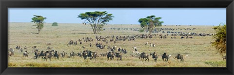 Framed Herd of wildebeest and zebras in a field, Ngorongoro Conservation Area, Arusha Region, Tanzania Print