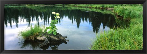 Framed Cow Parsnip (Heracleum maximum) flowers in a pond, Moose Pond, Grand Teton National Park, Wyoming, USA Print