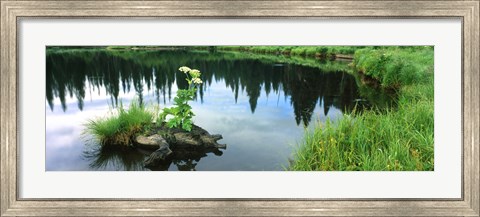 Framed Cow Parsnip (Heracleum maximum) flowers in a pond, Moose Pond, Grand Teton National Park, Wyoming, USA Print
