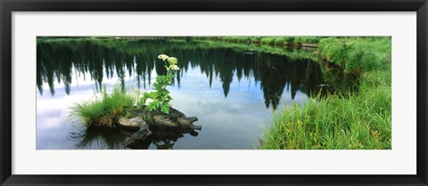 Framed Cow Parsnip (Heracleum maximum) flowers in a pond, Moose Pond, Grand Teton National Park, Wyoming, USA Print