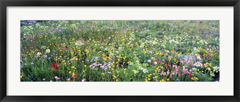 Framed High angle view of wildflowers in a national park, Grand Teton National Park, Wyoming, USA Print