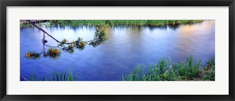 Framed Lodgepole Pine (Pinus contorta) branch near a river, Cottonwood Creek, Grand Teton National Park, Wyoming, USA Print