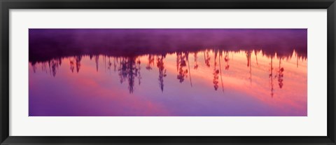 Framed Reflection of plants in a lake at sunrise, Taggart Lake, Grand Teton National Park, Wyoming, USA Print