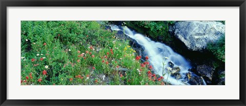 Framed Wildflowers near a stream, Grand Teton National Park, Wyoming, USA Print