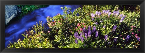 Framed High angle view of Lupine and Spirea flowers near a stream, Grand Teton National Park, Wyoming, USA Print