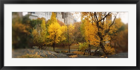 Framed Autumn trees in a park, Central Park, Manhattan, New York City, New York State, USA Print