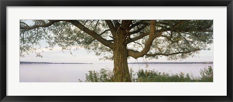 Framed Tree on a Lake, Wisconsin Print