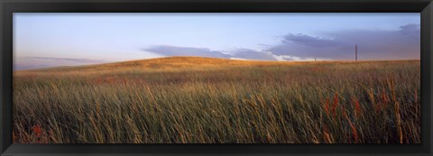 Framed Tall grass in a field, High Plains, Cheyenne, Wyoming, USA Print