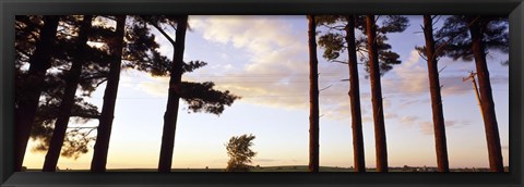 Framed Low angle view of pine trees, Iowa County, Wisconsin, USA Print