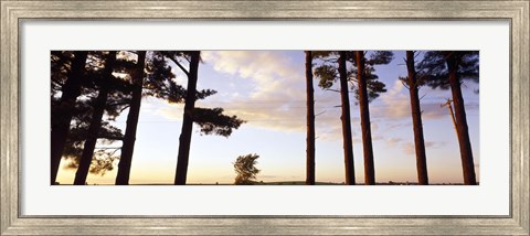 Framed Low angle view of pine trees, Iowa County, Wisconsin, USA Print