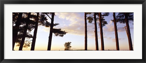 Framed Low angle view of pine trees, Iowa County, Wisconsin, USA Print