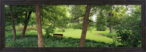 Framed Trees in a park, Adams Park, Wheaton, Illinois, USA Print