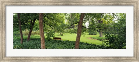 Framed Trees in a park, Adams Park, Wheaton, Illinois, USA Print