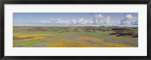 Framed Goldfield flowers in a field, Table Mountain, Sierra Foothills, California, USA Print