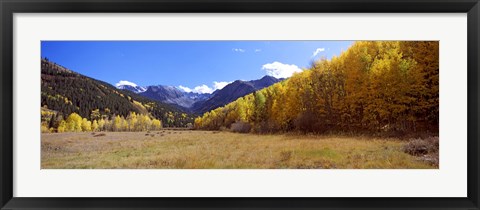 Framed Aspens on a Hilll, Aspen, Colorado Print