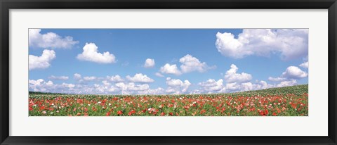 Framed Meadow flowers with cloudy sky in background Print