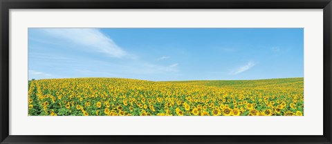 Framed Field of sunflower with blue sky Print